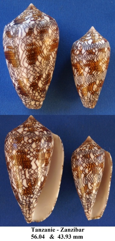 Conus (Cylinder) archiepiscopus  Hwass in Bruguière, 1792 Conus_11