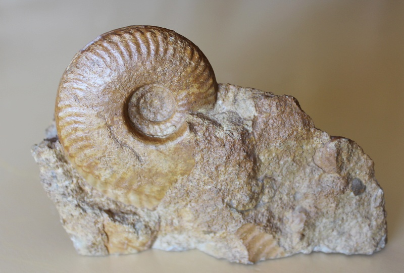 Ammonitida - Hecticoceratidae - † Hecticoceras sp. - Callovien Img_6116