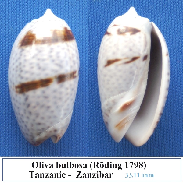 Carmione bulbosa (Röding, 1798) - Worms = Oliva bulbosa (Röding, 1798) - Page 2 Oliva_10