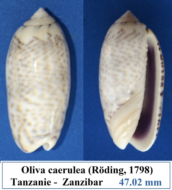 Miniaceoliva caerulea caerulea (Röding, 1798) Oliva_16