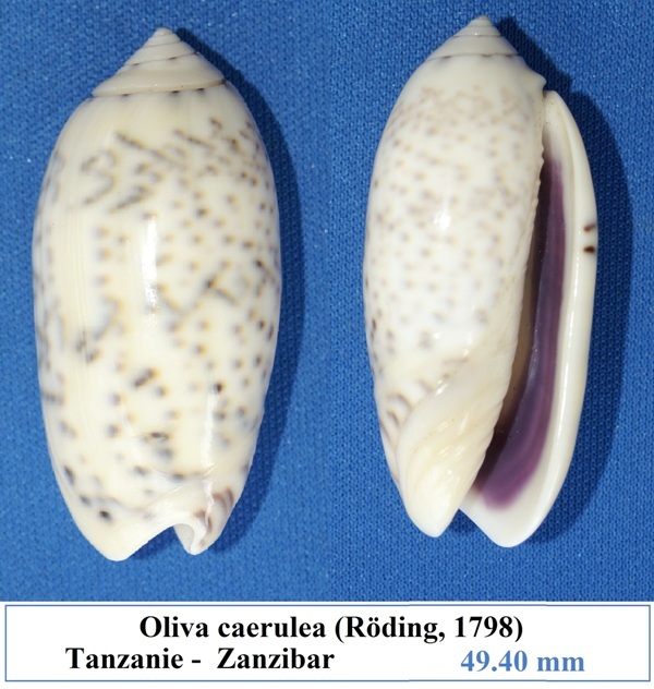 Miniaceoliva caerulea caerulea (Röding, 1798) Oliva_17
