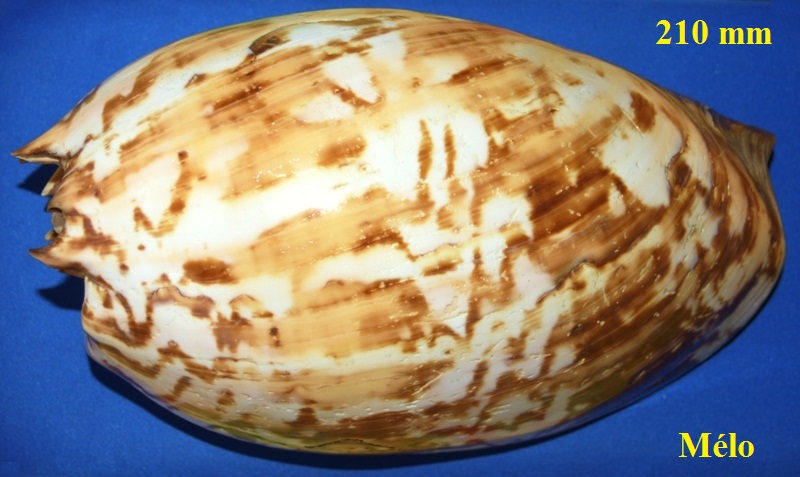 Melo amphora (Lightfoot, 1786) Pict0026