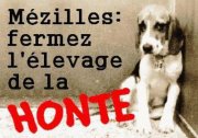 MANIF DU SAMEDI 8 SEPT CONTRE L'ELEVAGE DE CHIEN A MEZILLES 27673910