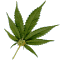 IMMAGINI GIF - Pagina 40 Rasta110