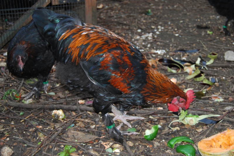 coq Marans Dsc_0017