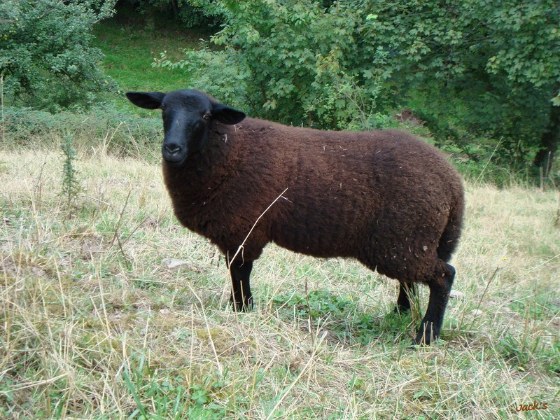 Le mouton de montagne Dsc00210