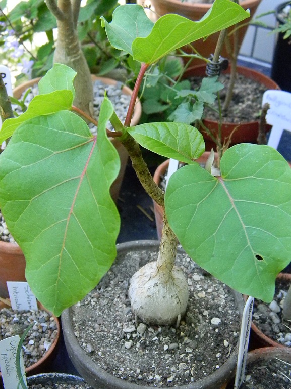Ficus abutilifolia. Ficus110