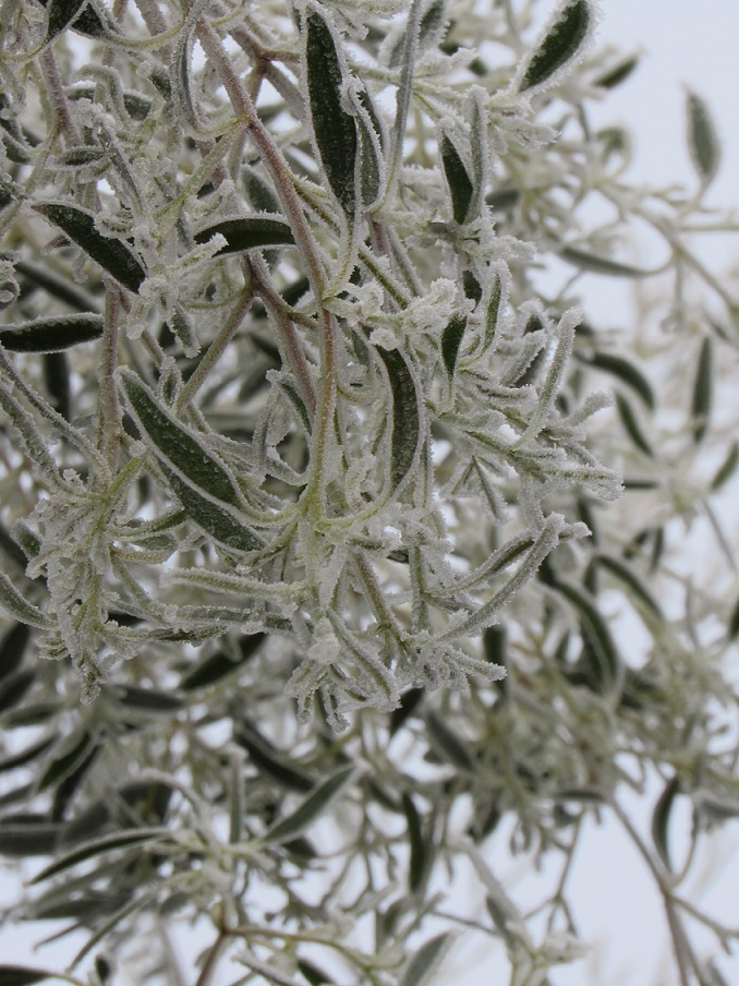 Ambiance et couleurs hivernales, décos naturelles Giv611