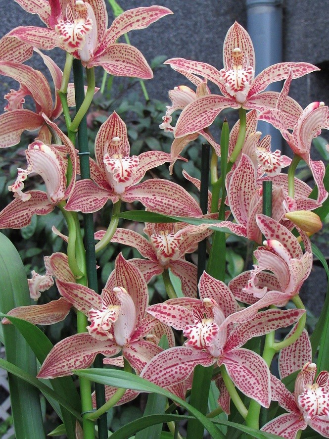 Cymbidium Enzan Knuckle 'Paulista' Mouch410