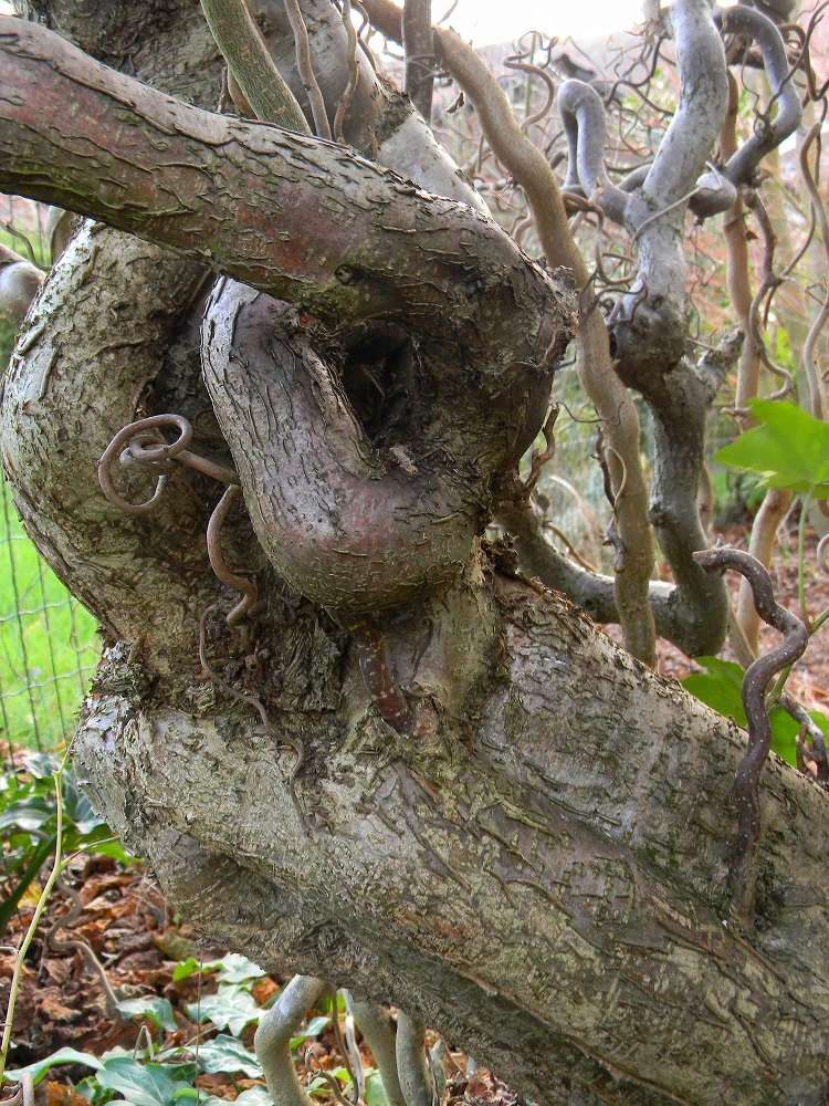 Corylus avellana 'Contorta'  Nois10