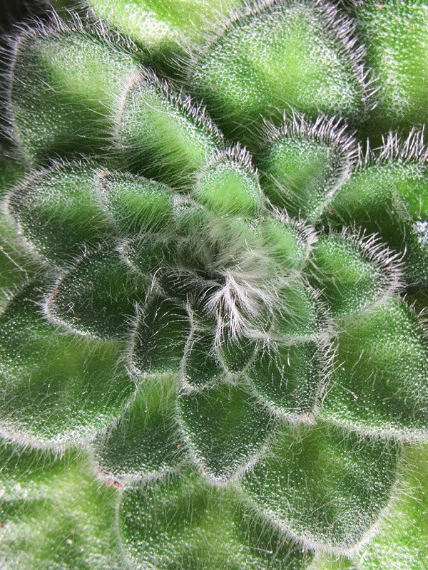 Petrocosmea rosettifolia Petro10