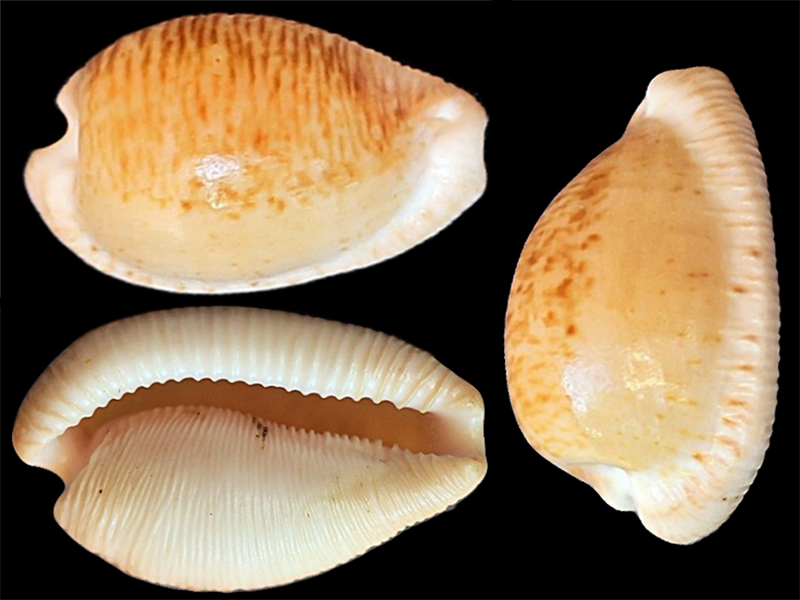 Cypraeovula amphithales (Melvill, 1888) voir Cypraeovula capensis capensis Cyprae13