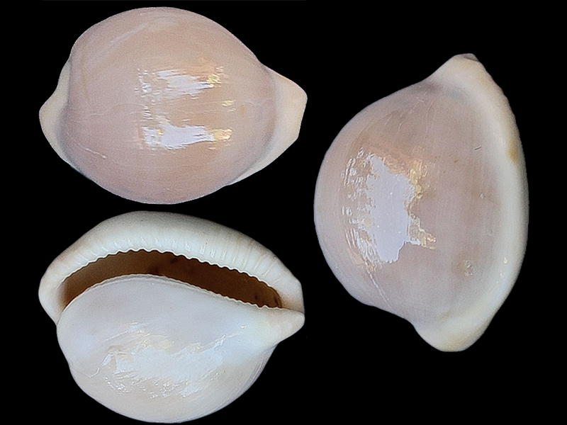 Cypraeovula atlantica (L. Raybaudi, 1988) Cyprae15
