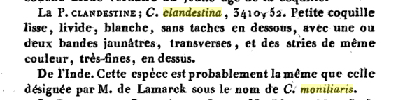 Palmadusta moniliaris (Lamarck, J.B.P.A. de, 1810)  (Synonyme de clandestina) / absent du WoRMS au 29/07/18 Monili11