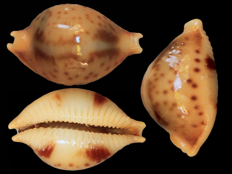 Pustularia bistrinotata sublaevis F. A. Schilder & M. Schilder, 1938 Pustul17