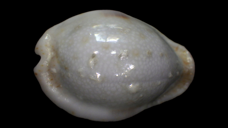 Naria erosa chlorizans f. lactescens Dautzenberg & Bouge, 1933 Rimg1511