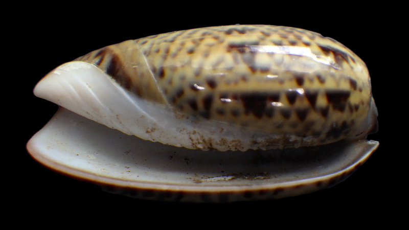 Carmione keeni (Marrat, 1870) - Worms = Oliva keenii Marrat, 1870 Rimg1722