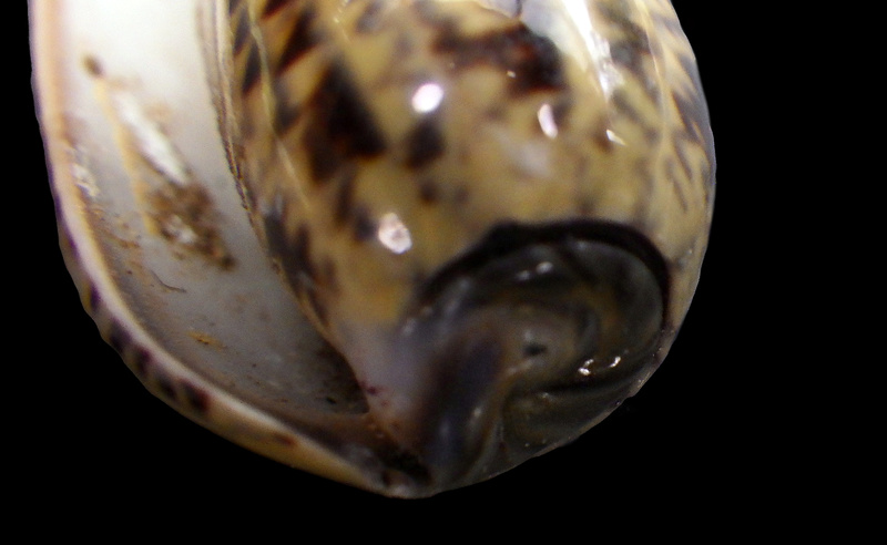 Carmione keeni (Marrat, 1870) - Worms = Oliva keenii Marrat, 1870 Rimg1724