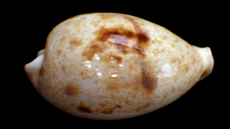 Ficadusta pulchella novaebritanniae (F. A. Schilder & M. Schilder, 1937) Rimg1725