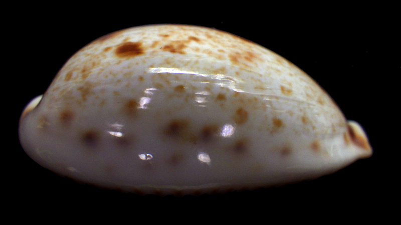 Ficadusta pulchella novaebritanniae (F. A. Schilder & M. Schilder, 1937) Rimg1727