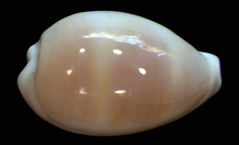 Palmadusta moniliaris (Lamarck, J.B.P.A. de, 1810)  (Synonyme de clandestina) / absent du WoRMS au 29/07/18 Rimg1924
