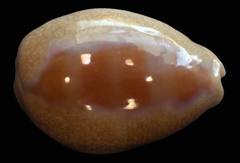 Lyncina carneola crassa - Gmelin, 1791 voir Lyncina carneola - (Linnaeus, 1758) Rimg2216