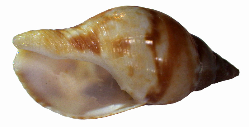 Pisania tritonoides (Reeve, 1846) Rimg2823