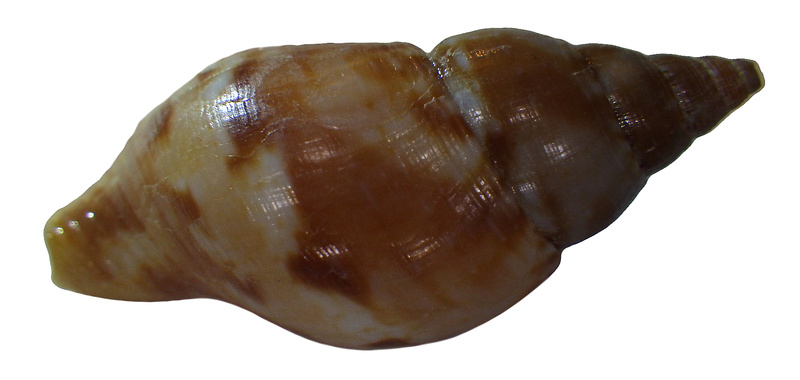 Pisania tritonoides (Reeve, 1846) Rimg2824