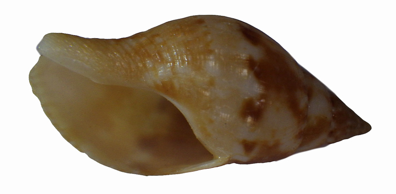 Pisania tritonoides (Reeve, 1846) Rimg2825