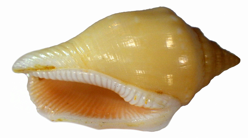 Canarium mutabile f. rufescens - Prelle, 2006 Rimg2829