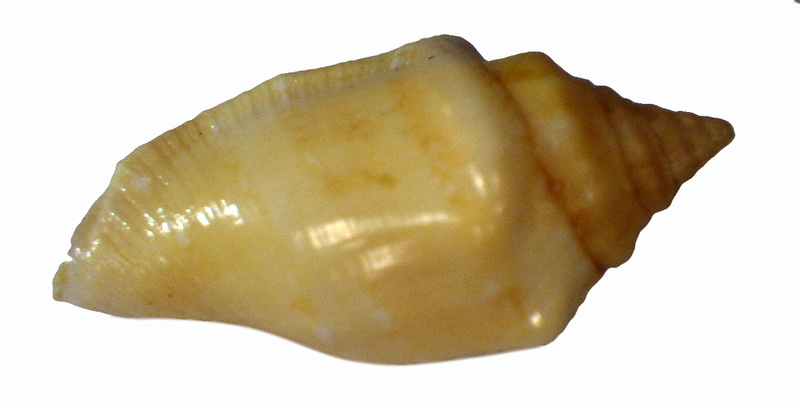 Canarium mutabile f. rufescens - Prelle, 2006 Rimg2830