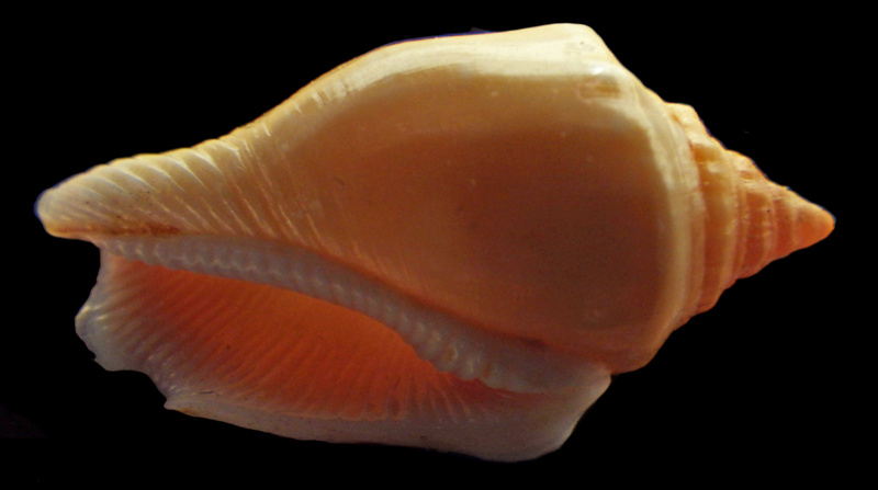 Canarium mutabile f. rufescens - Prelle, 2006 Rimg2832
