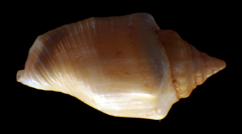 Canarium mutabile f. rufescens - Prelle, 2006 Rimg2911