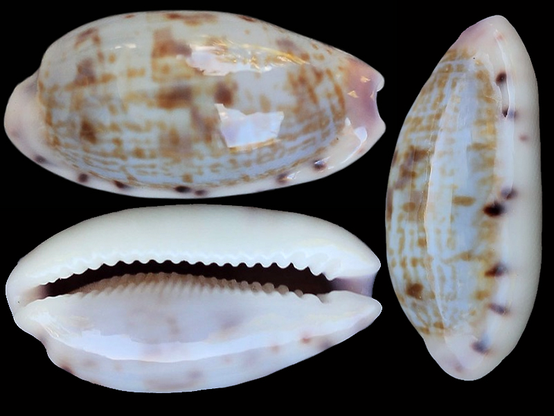 Talostolida violacincta - (Lorenz, 2002) Talost11