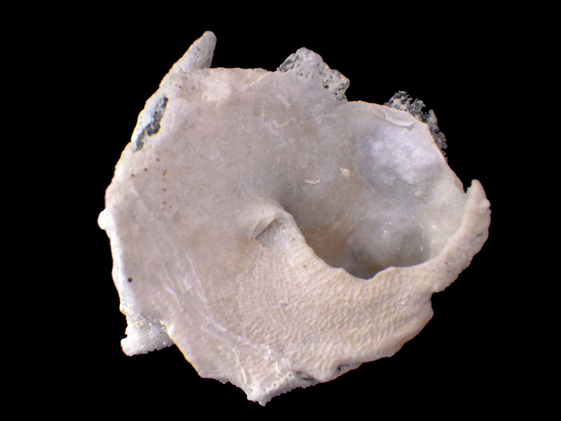 Xenophora conchyliophora (Born, 1780)  X-conc10