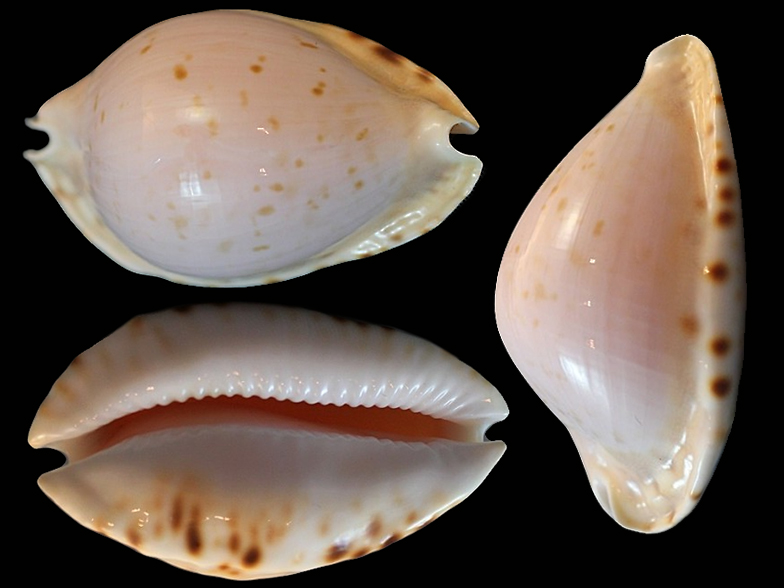 Zoila ketyana intermedians - Lobetti, 1986 in Zavattaro, 1999 Zoila_13