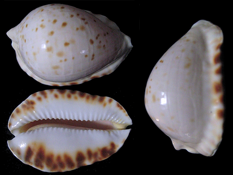 Zoila ketyana intermedians - Lobetti, 1986 in Zavattaro, 1999 Zoila_14