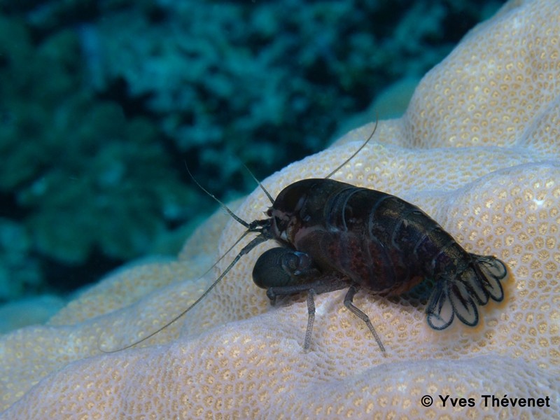 Synalpheus stimpsoni. Crevette pistolet des comatules. Idp-2032