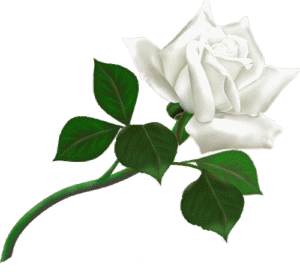 LA ROSE BLANCHE - La Rose Blanche . Rose10