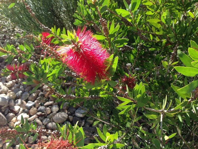 Callistemon citrinus 'Splendens' ? [identification] Img_2213