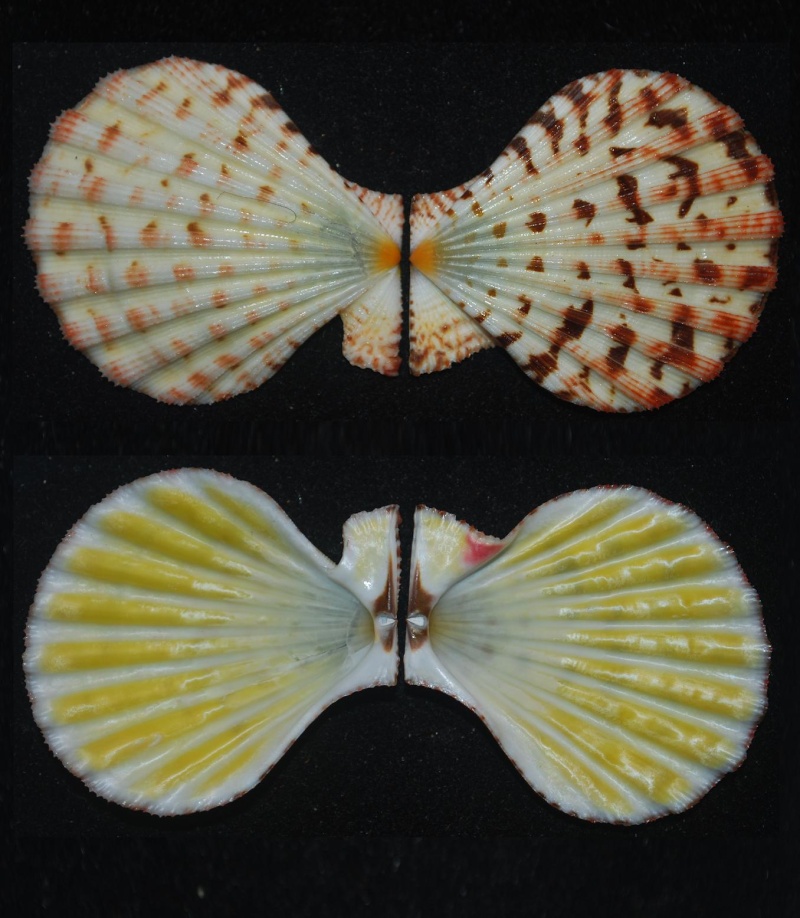 Semipallium flavicans (Linnaeus, 1758)  Semipa11