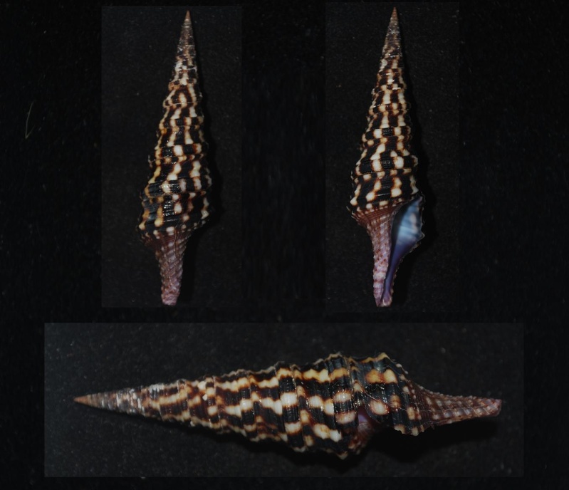 Turris nadaensis Azuma, 1973 Turris10
