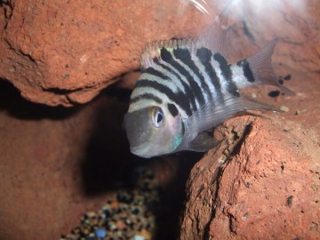 les poissons disponibles au marché " kré3a" 3210