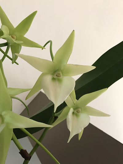 orchidées - floraisons du moment 2016 - Page 7 Angrae10