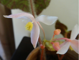 Begonia sizemoreae Fleur_12