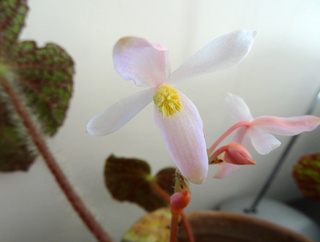 Begonia sizemoreae Fleur_13