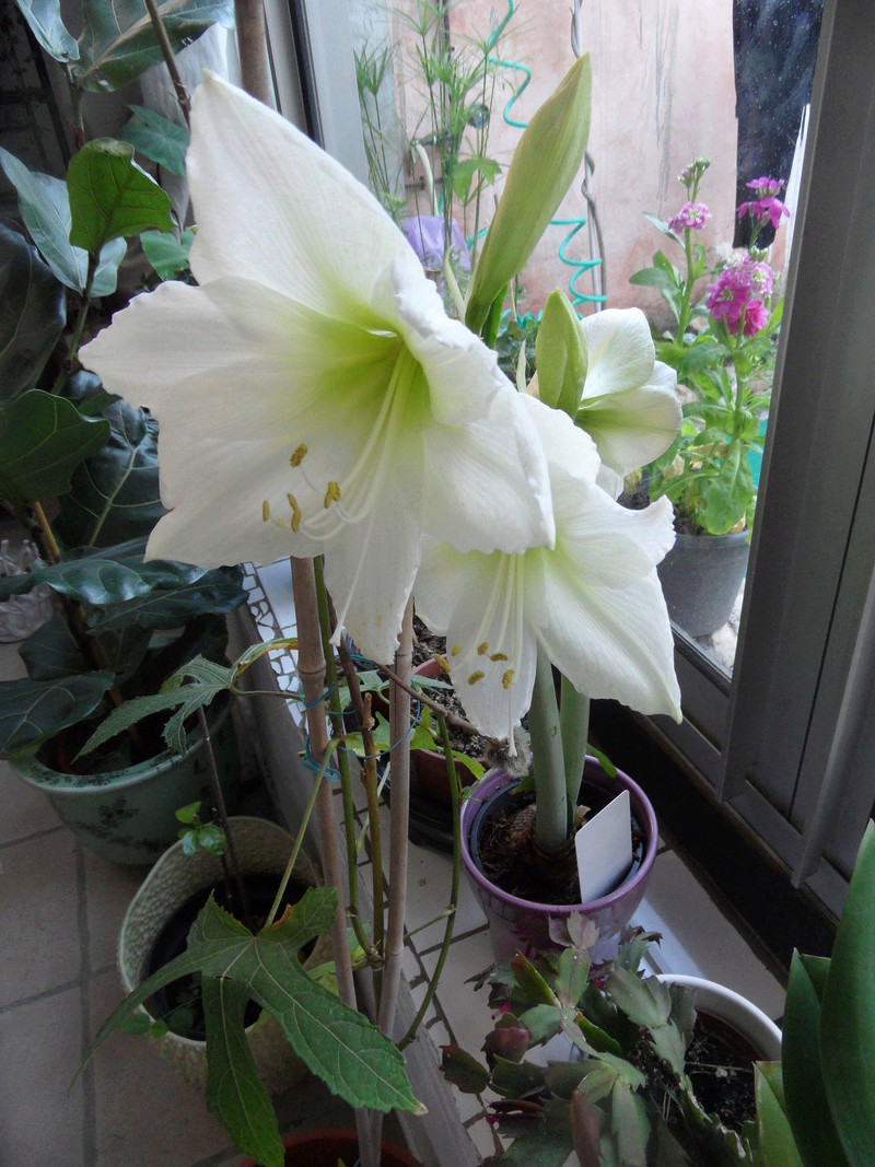 Amaryllis (hippeastrum) -culture, entretien, floraison - Page 10 00210