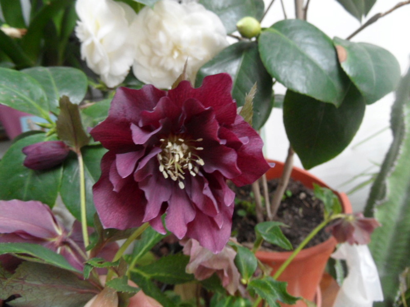 HELLEBORES 00214