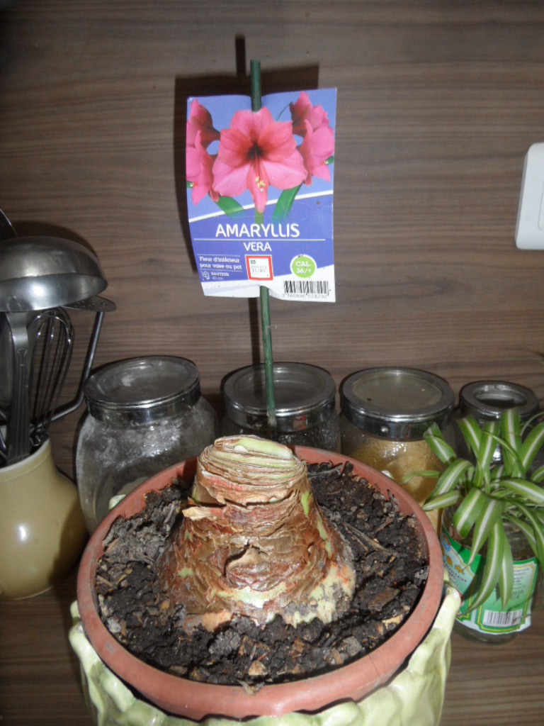 Amaryllis (hippeastrum) -culture, entretien, floraison - Page 10 00511