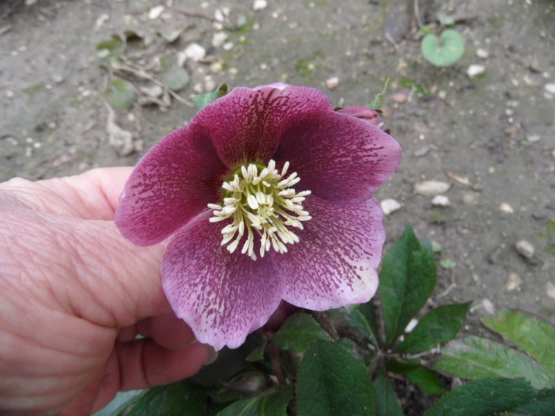 HELLEBORES 00611